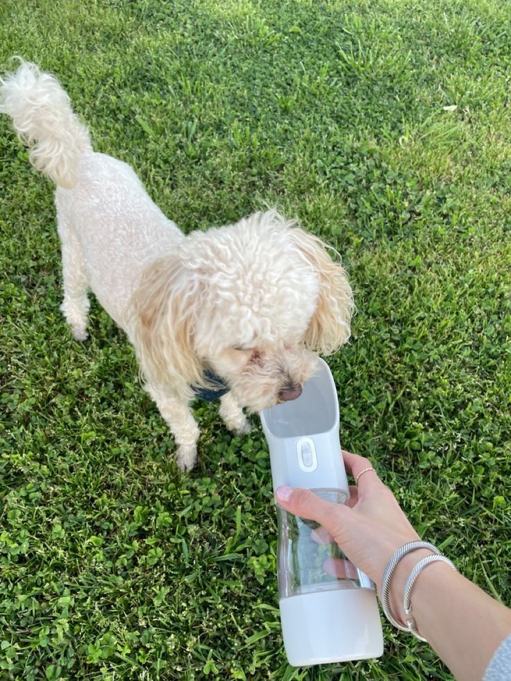 Everyday travel with pets