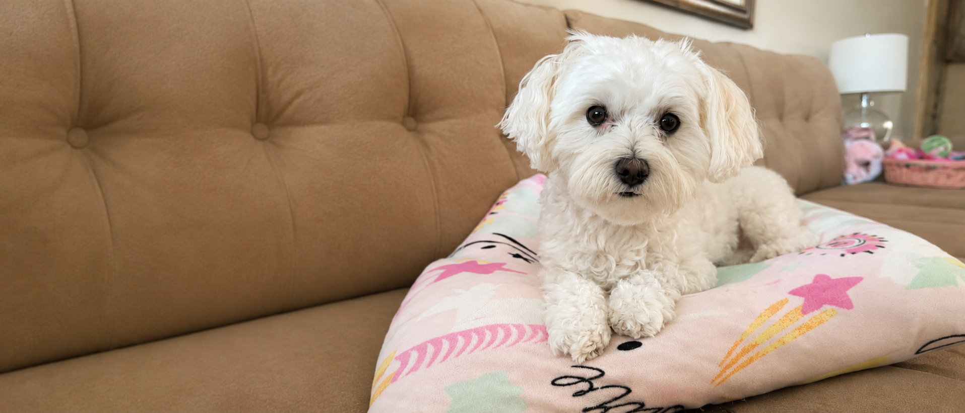 Comfortable everyday life with pets
