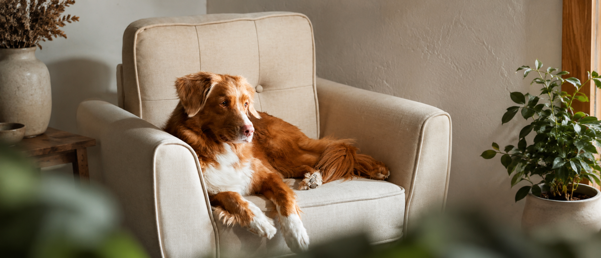 Comfortable everyday life with pets